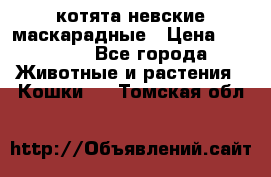 котята невские маскарадные › Цена ­ 18 000 - Все города Животные и растения » Кошки   . Томская обл.